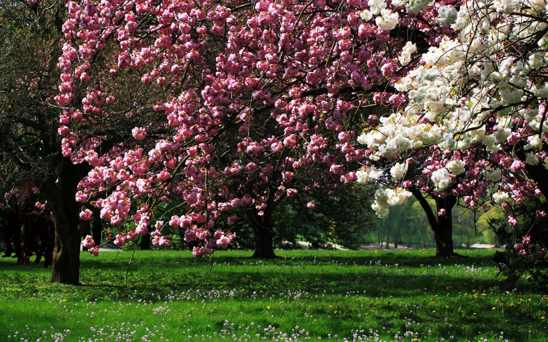 Download White Flower Pink Flower Pink Blossom Tree Spring Photography ...