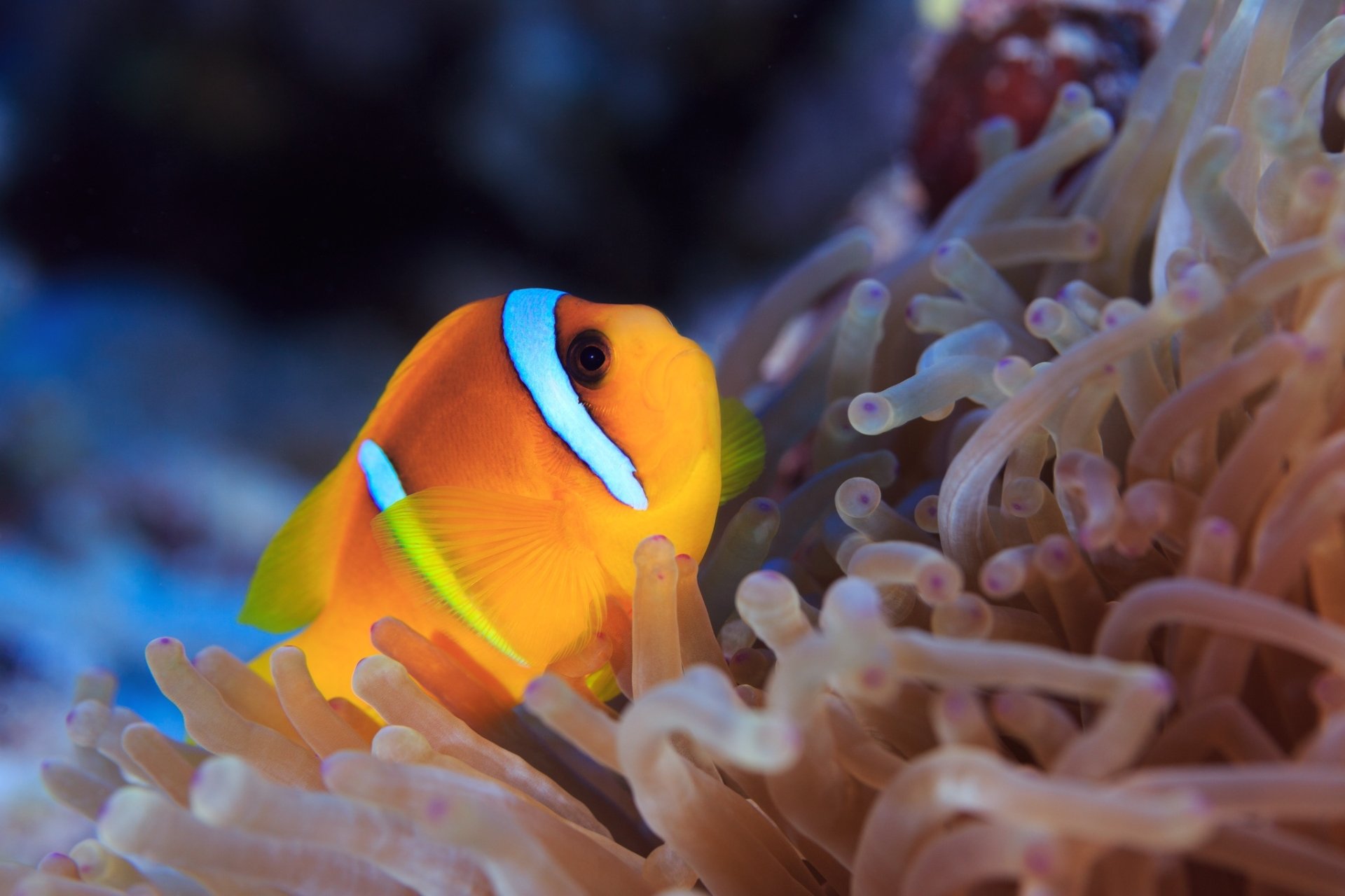 Vibrant clownfish nestled among sea anemone tentacles in a detailed HD desktop wallpaper showcasing marine animal life.