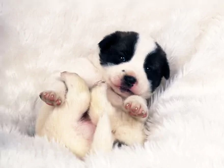 HD desktop wallpaper featuring a cute Border Collie puppy resting on a soft, fluffy white background.