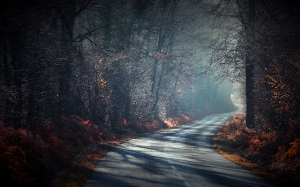 Man Made Road Nature Fall Forest HD Wallpaper | Background Image