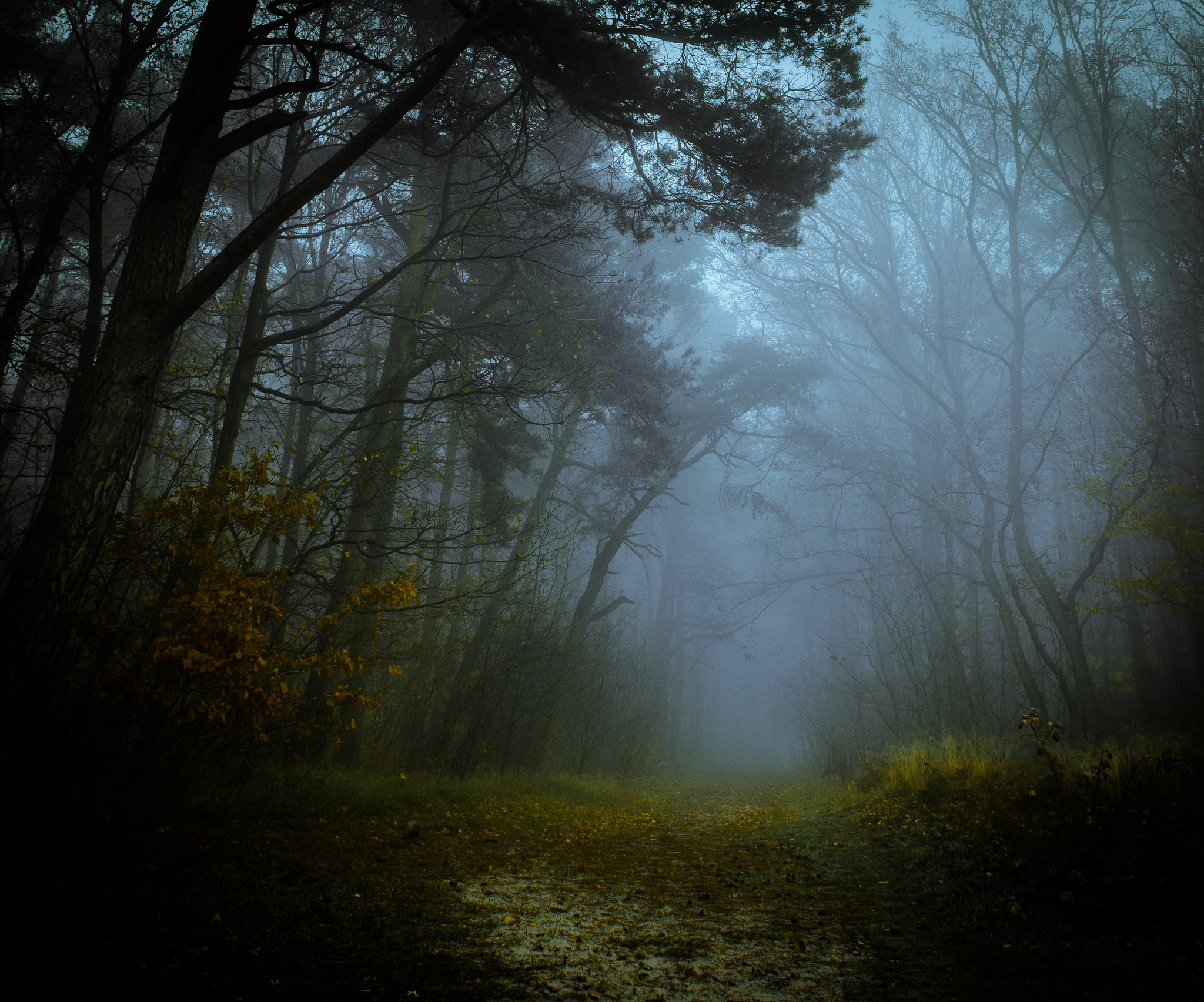  Misty Forest Path  HD Wallpaper Background Image 