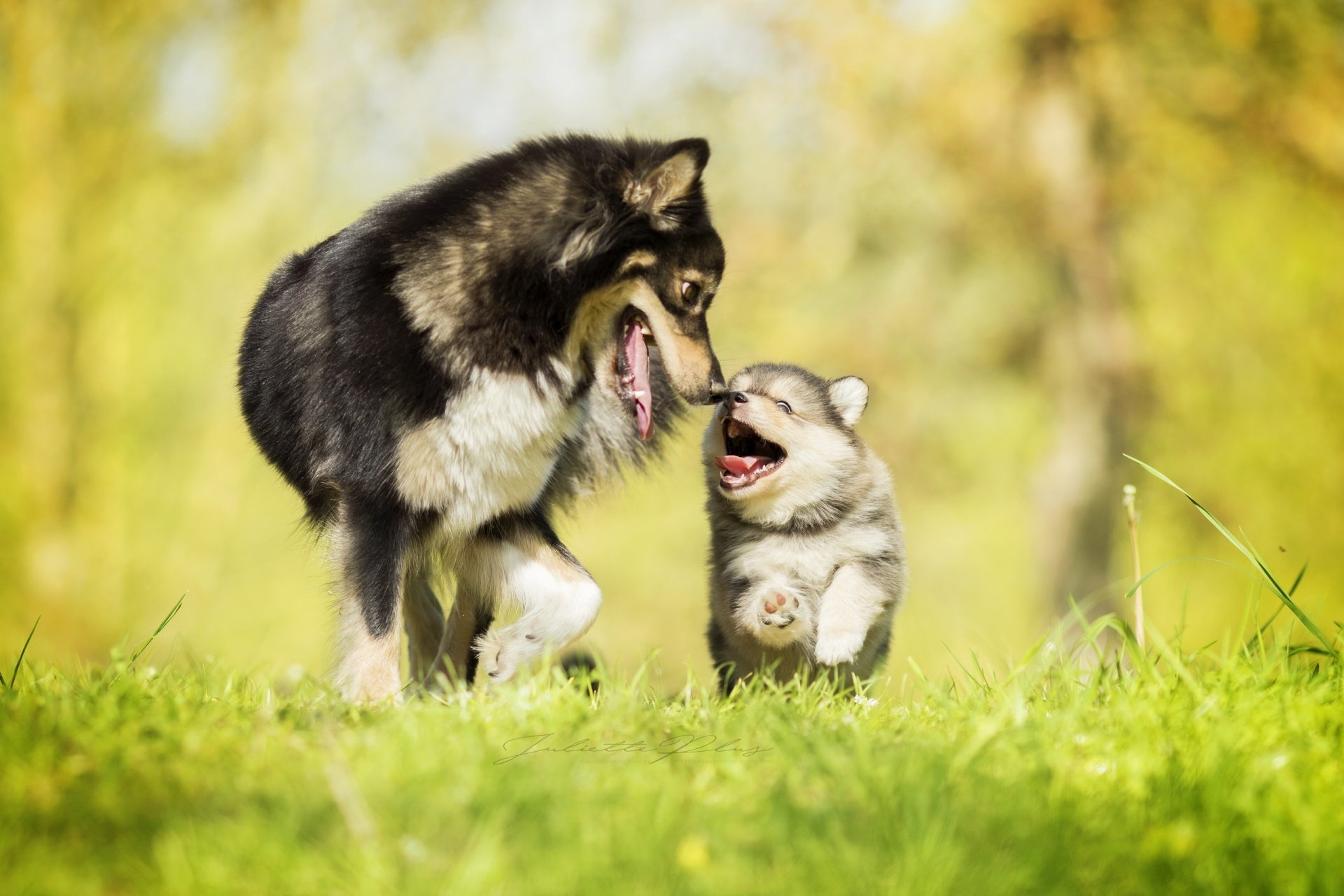 A heartwarming scene of a playful puppy interacting with an adult dog on lush green grass, captured with beautiful depth of field. An HD desktop wallpaper that exudes love and the innocence of baby animals.