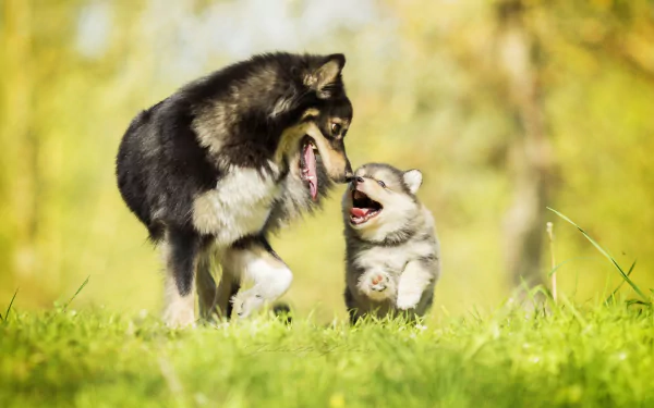 A heartwarming scene of a playful puppy interacting with an adult dog on lush green grass, captured with beautiful depth of field. An HD desktop wallpaper that exudes love and the innocence of baby animals.