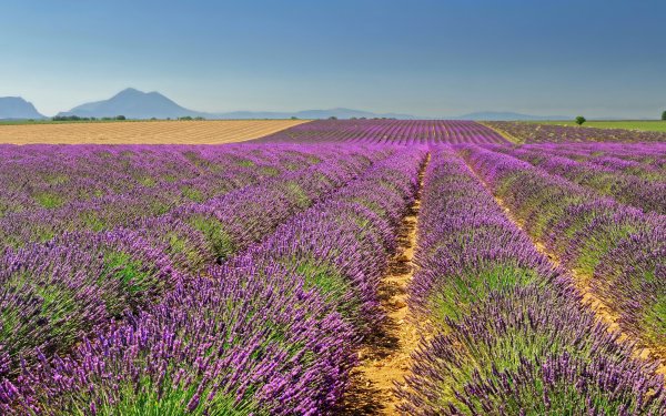 Earth Lavender Flowers Nature Field Purple Flower Landscape HD Wallpaper | Background Image