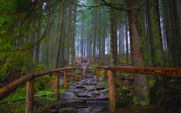 A stone path winds through a dense forest in a Poland national park, framed by tall trees and wooden railings, captured in an HD PC desktop wallpaper.