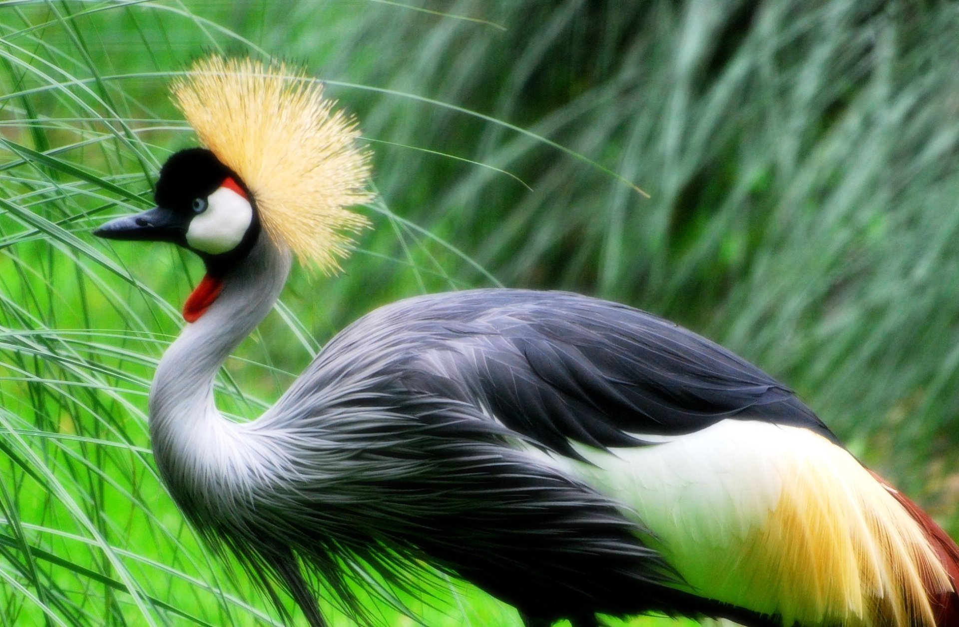 Download Bird Animal Grey Crowned Crane HD Wallpaper