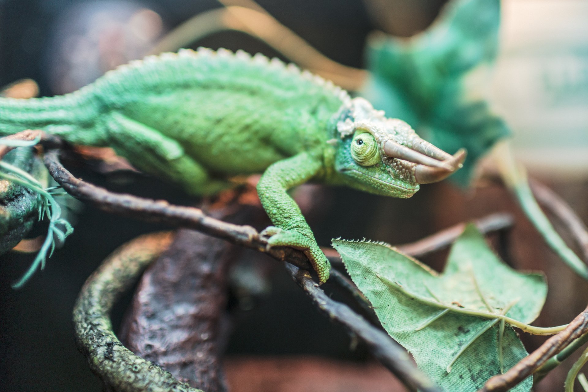 Download Jackson's Chameleon Reptile Lizard Animal Chameleon 4k Ultra HD Wallpaper