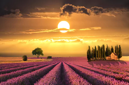 A vibrant HD desktop wallpaper depicting a purple lavender field in Tuscany at sunset, with a glowing sun, a tree, and a quaint house surrounded by cypress trees.