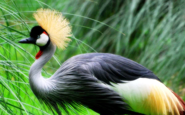 bird Animal Grey crowned crane HD Desktop Wallpaper | Background Image