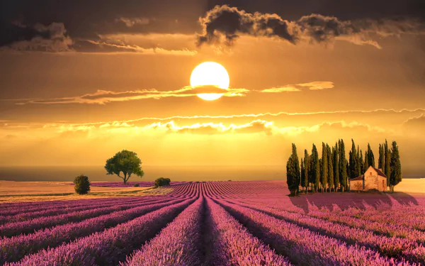 A vibrant HD desktop wallpaper depicting a purple lavender field in Tuscany at sunset, with a glowing sun, a tree, and a quaint house surrounded by cypress trees.