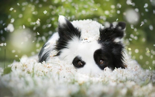 Animal Border Collie Dogs Dog Flower White Flower HD Wallpaper | Background Image