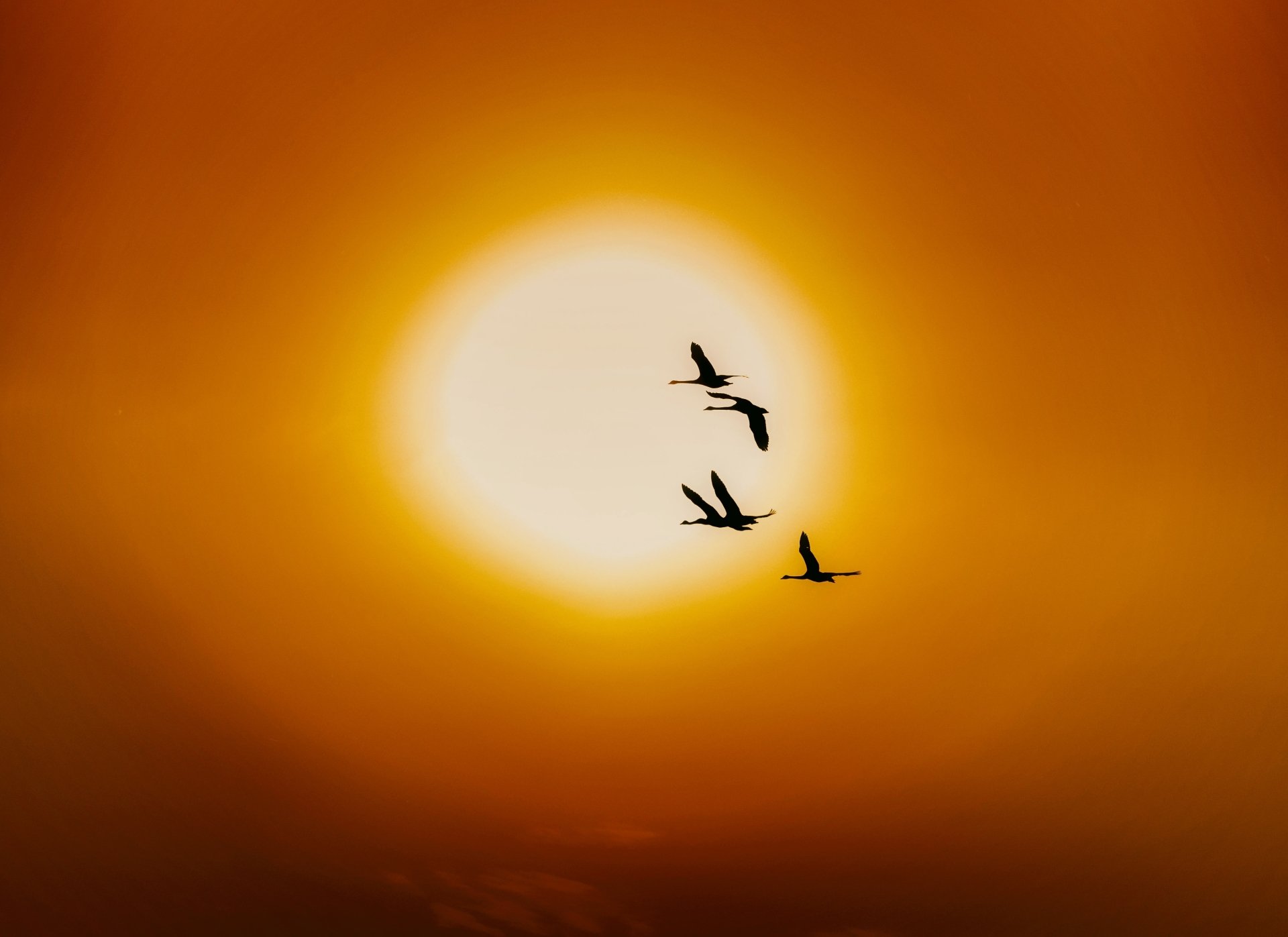 A flock of swans flying across a glowing sun at sunset, captured in stunning 4K Ultra HD for a vibrant PC desktop wallpaper.