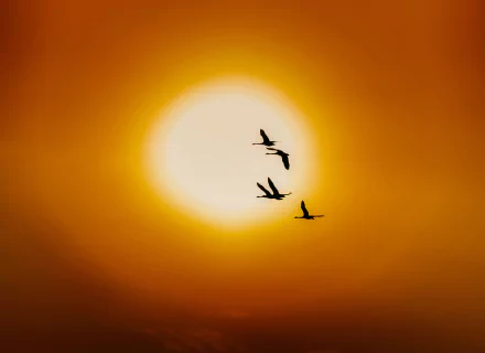  Flock of Birds at Sunset
