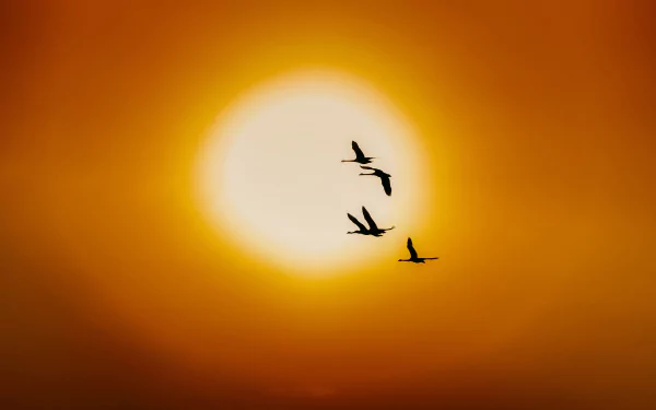 A flock of swans flying across a glowing sun at sunset, captured in stunning 4K Ultra HD for a vibrant PC desktop wallpaper.
