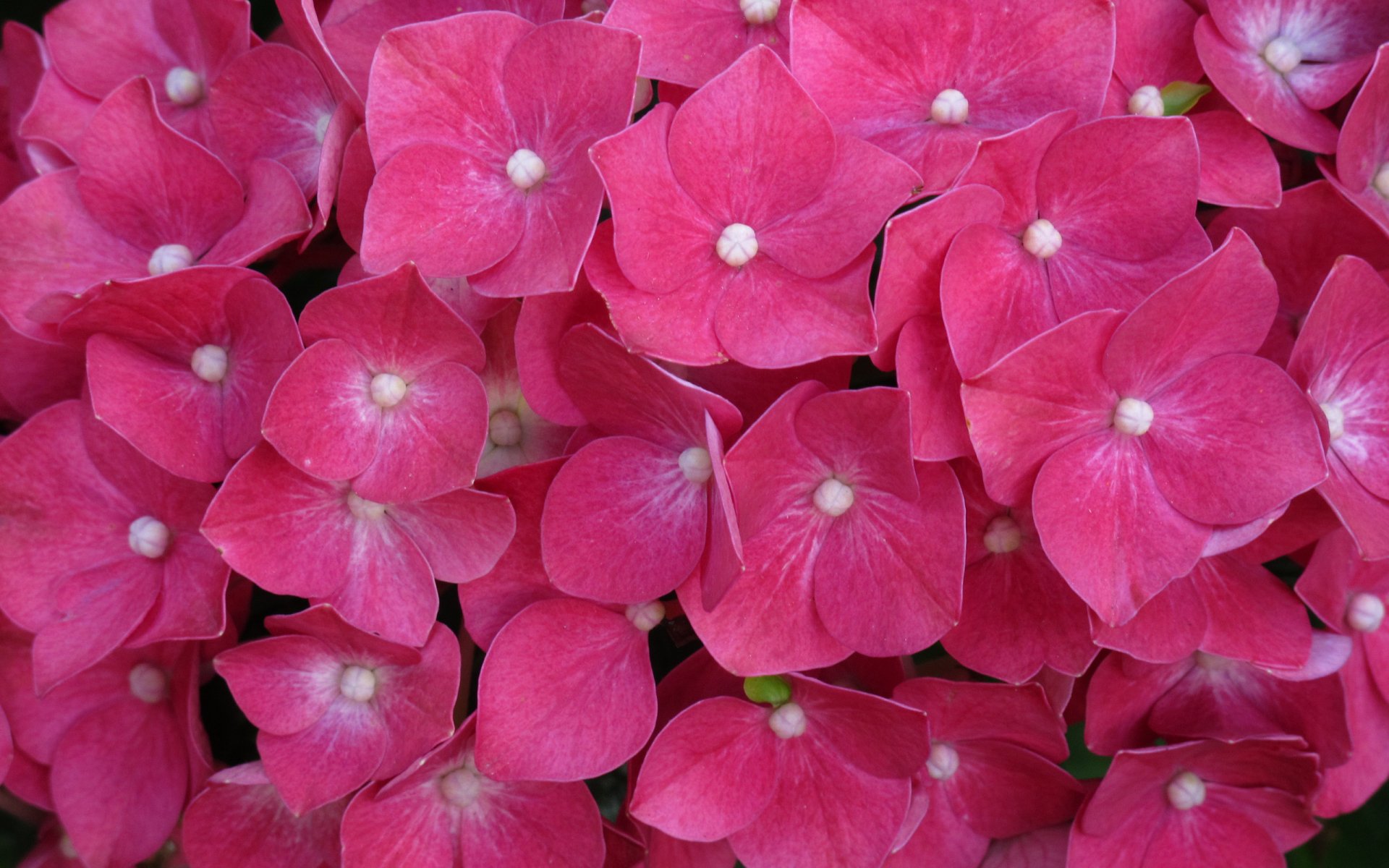 Pink Hydrangea