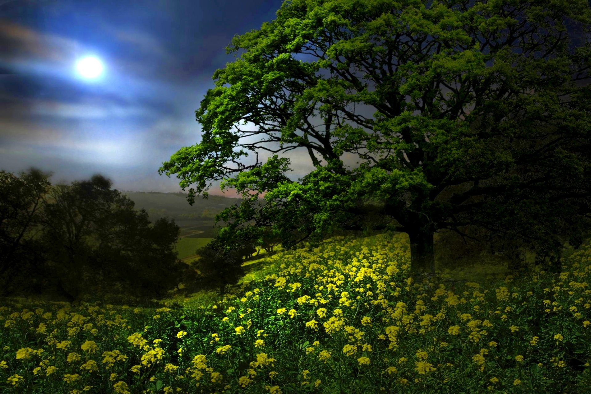 Night in Spring Meadow HD Wallpaper | Background Image | 2048x1365 | ID