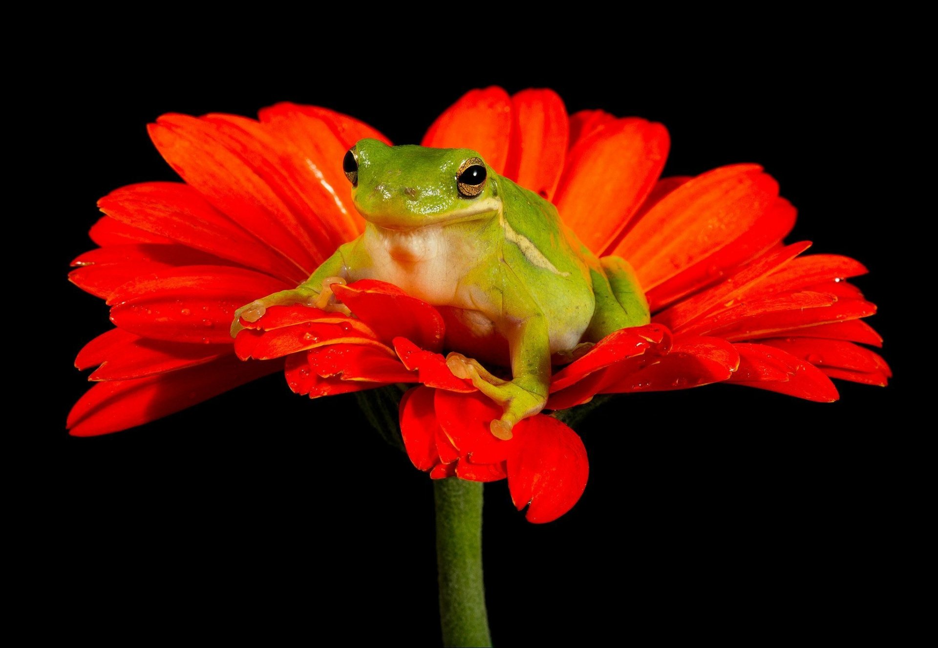 green-tree-frog-sitting-on-gerbera