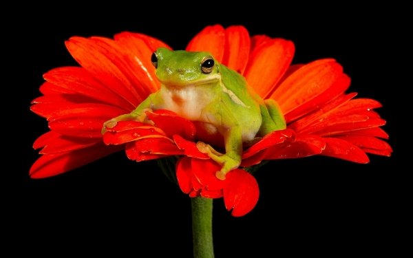 Animal Tree Frog Frogs Frog Flower Gerbera Amphibian Orange Flower HD Wallpaper | Background Image