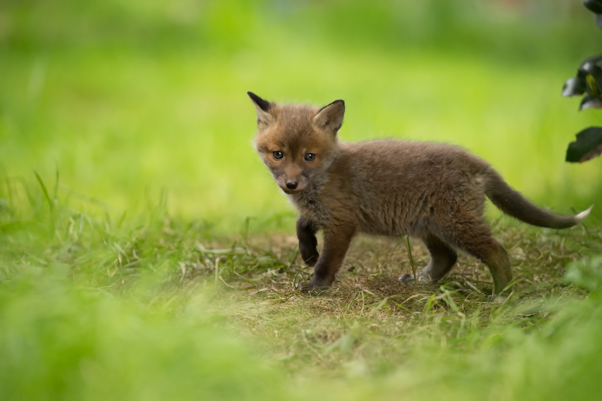 Download Cub Baby Animal Animal Fox HD Wallpaper