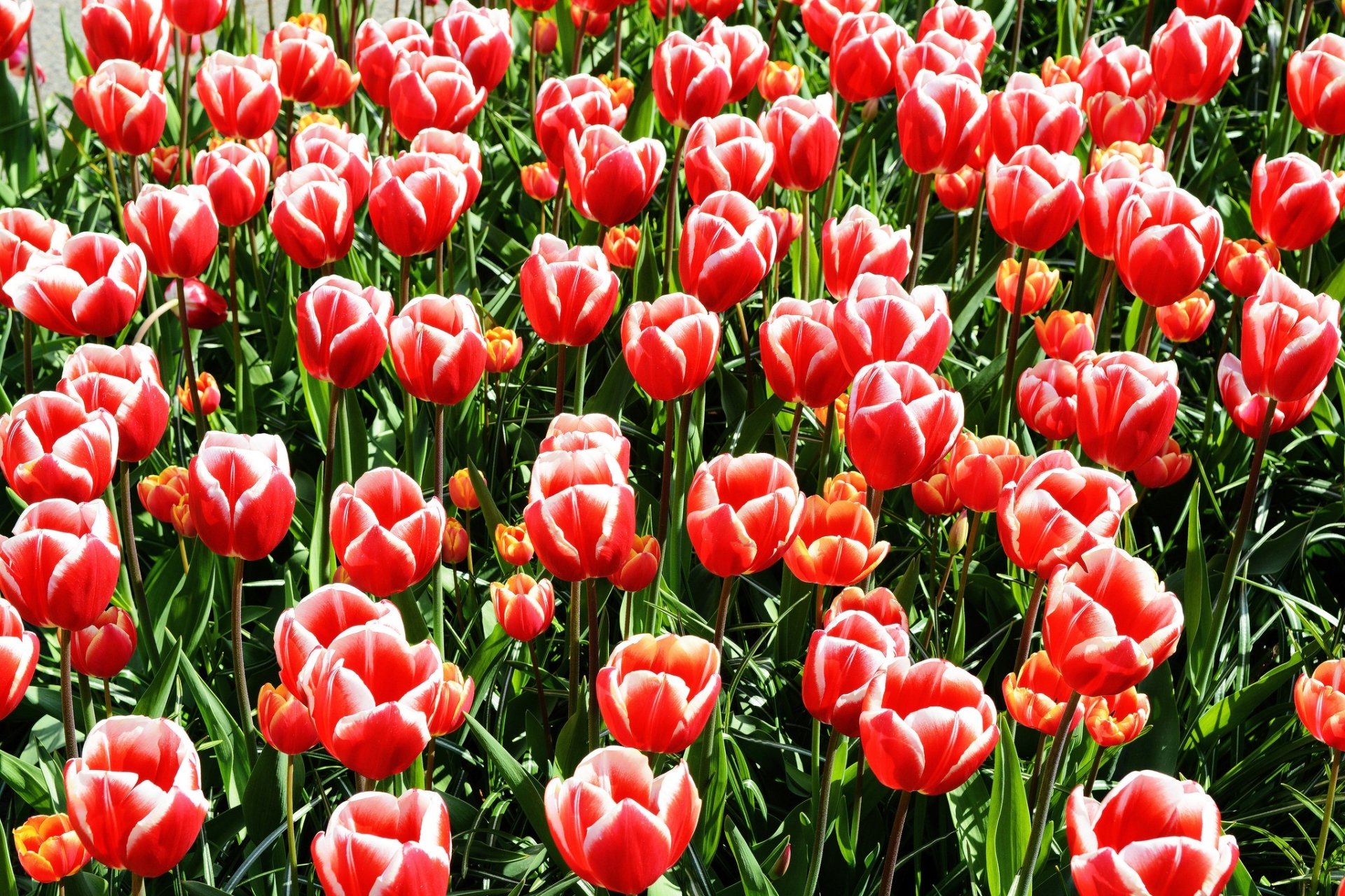Download Red Flower Summer Flower Nature Tulip HD Wallpaper | 2048x1365 ...