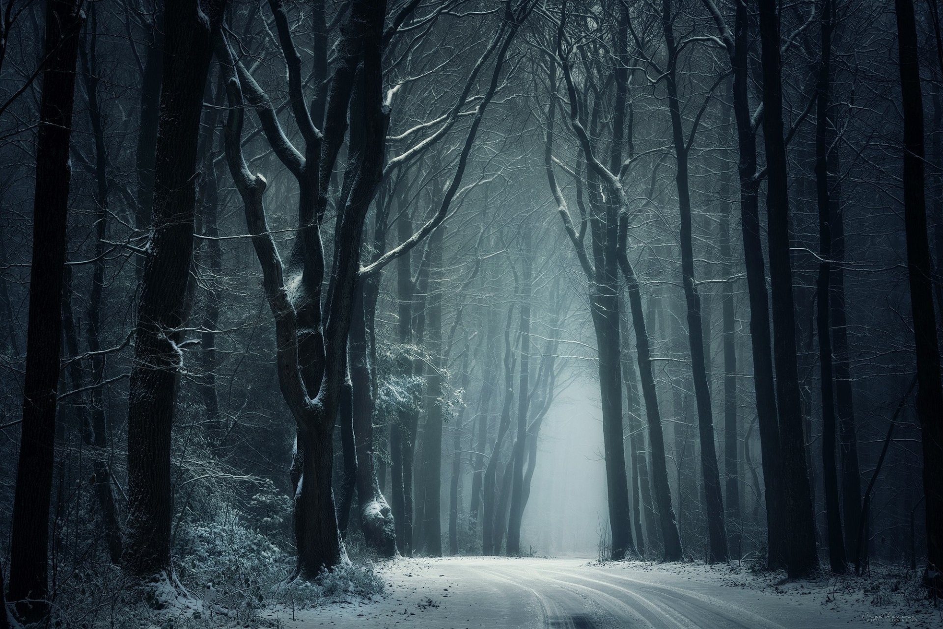 A foggy winter forest with bare trees lining a dirt road, captured in HD as a serene PC desktop wallpaper and background.
