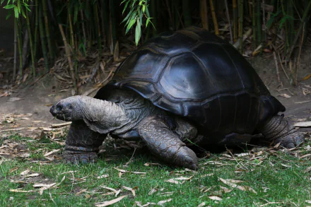 HD desktop wallpaper of a giant tortoise reptile in its natural environment, showcasing detailed textures and earthy tones in a wildlife setting.