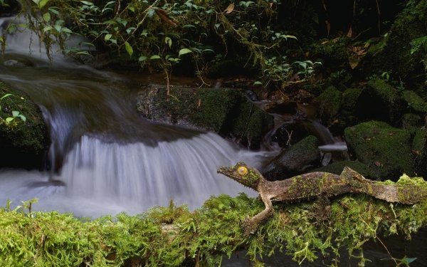 Animal Gecko Reptiles Lizards Lizard Reptile Moss Stream Nature HD Wallpaper | Background Image