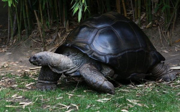 Animal Giant tortoise Turtles Tortoise Reptile HD Wallpaper | Background Image