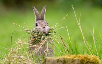 2 Rabbit Hd Wallpapers Background Images Wallpaper Abyss Page 6
