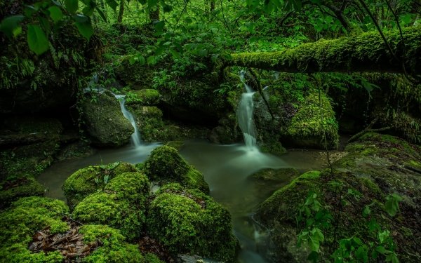 Earth Stream Nature Moss Green HD Wallpaper | Background Image