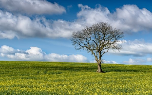 Earth Tree Trees Nature Lonely Tree Cloud Sky Rapeseed HD Wallpaper | Background Image