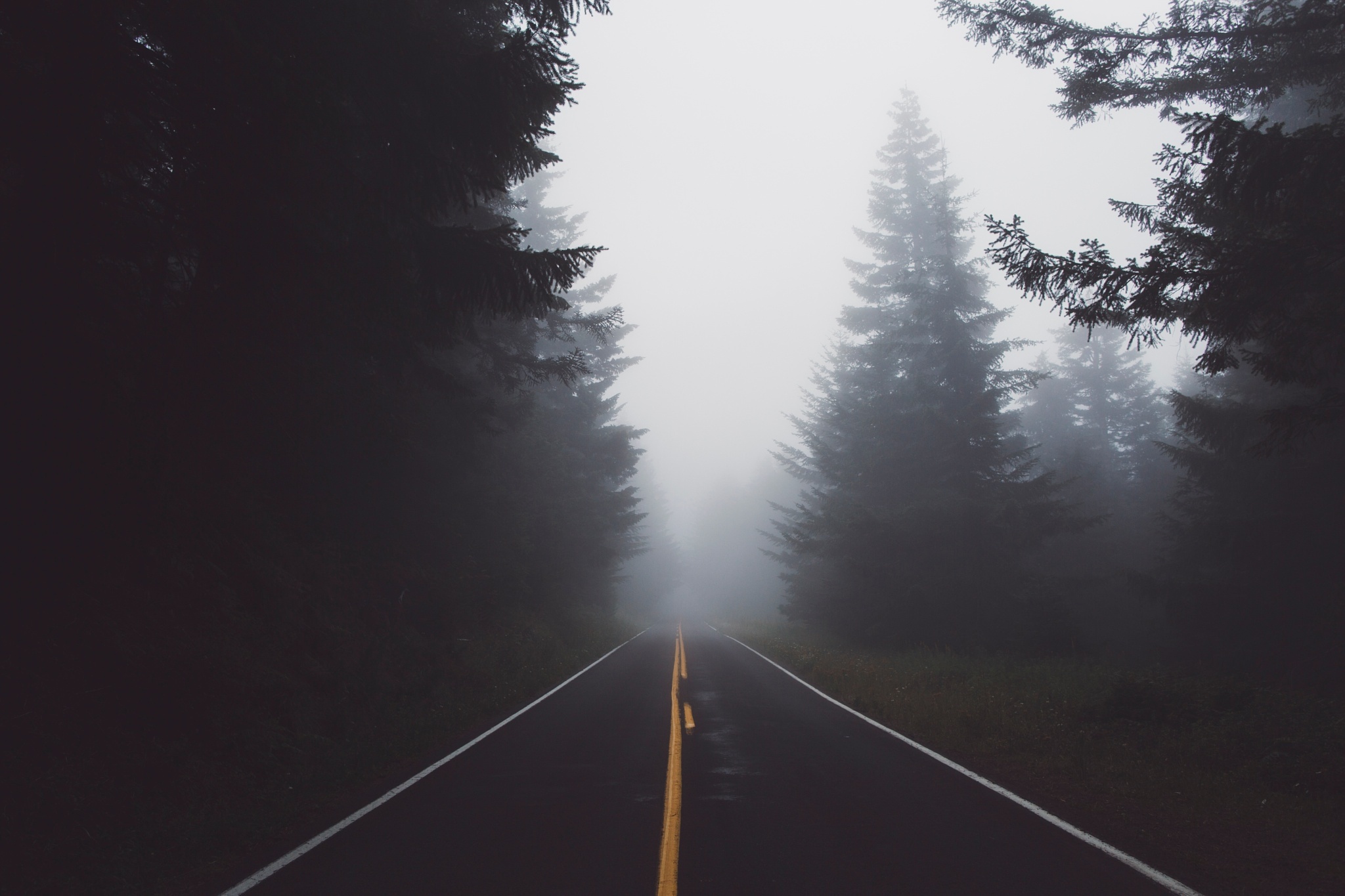 Download Tree Fog Nature Man Made Road Hd Wallpaper By Hunter Reilly