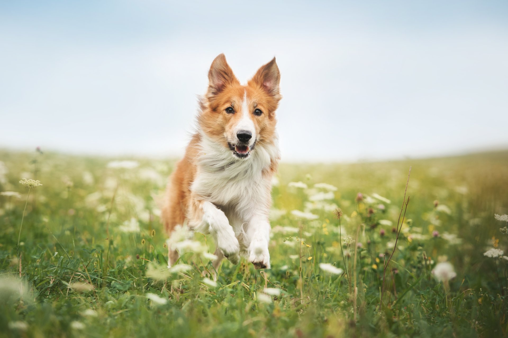 Animal Border Collie 4k Ultra HD Wallpaper