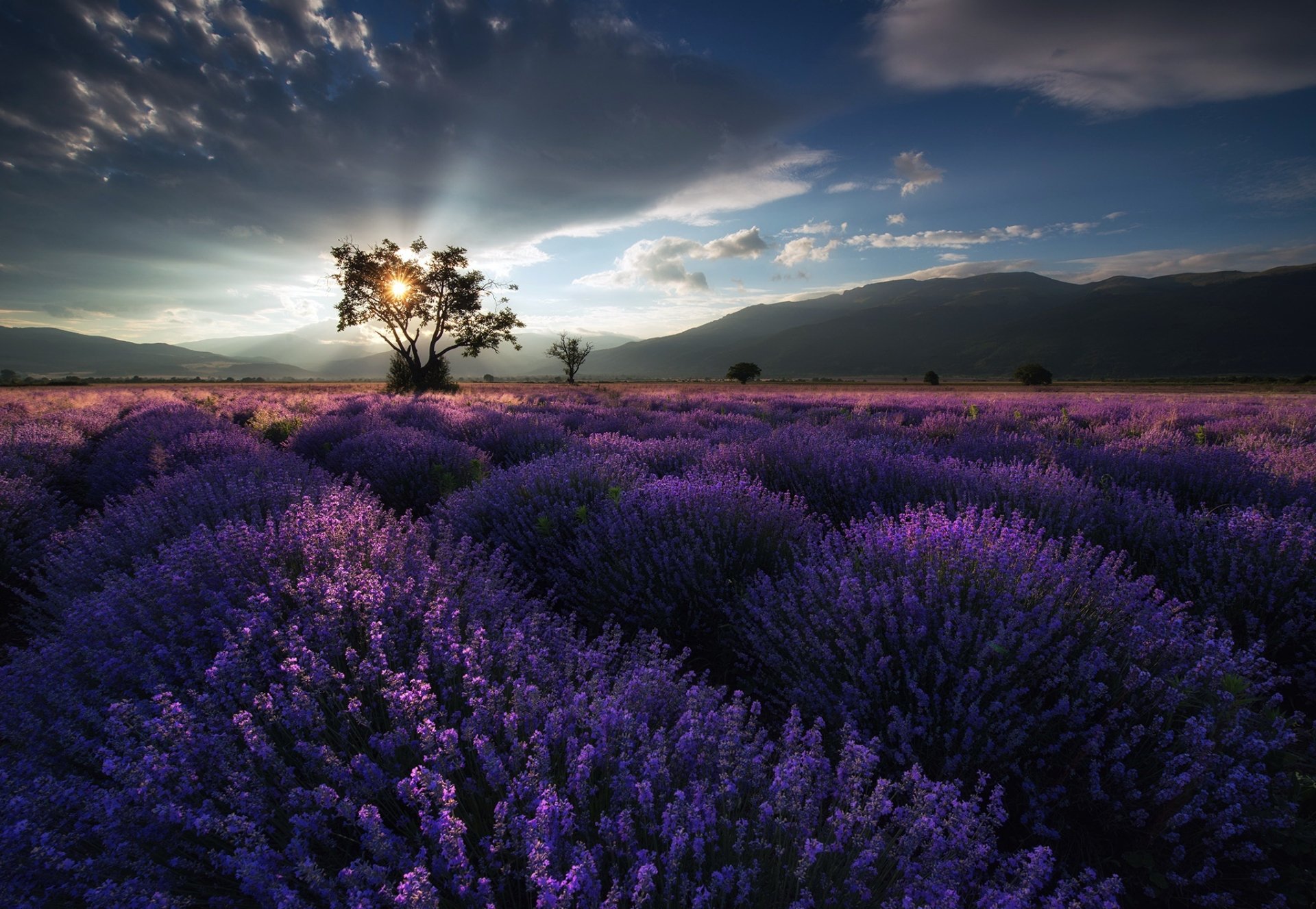 Download Cloud Sky Landscape Tree Nature Purple Flower Flower Lavender HD Wallpaper by Krasi St Matarov