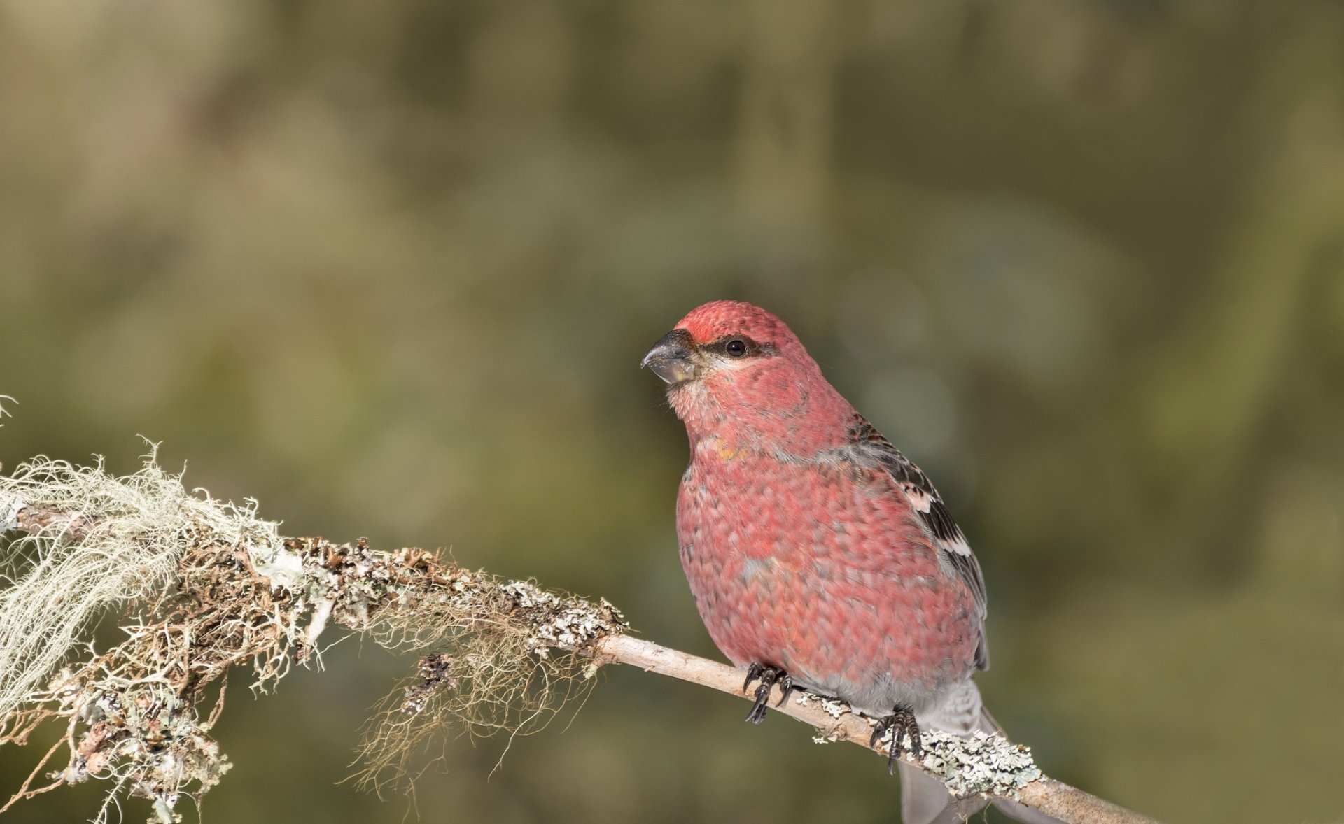 Download Pine Grosbeak Animal Grosbeak HD Wallpaper