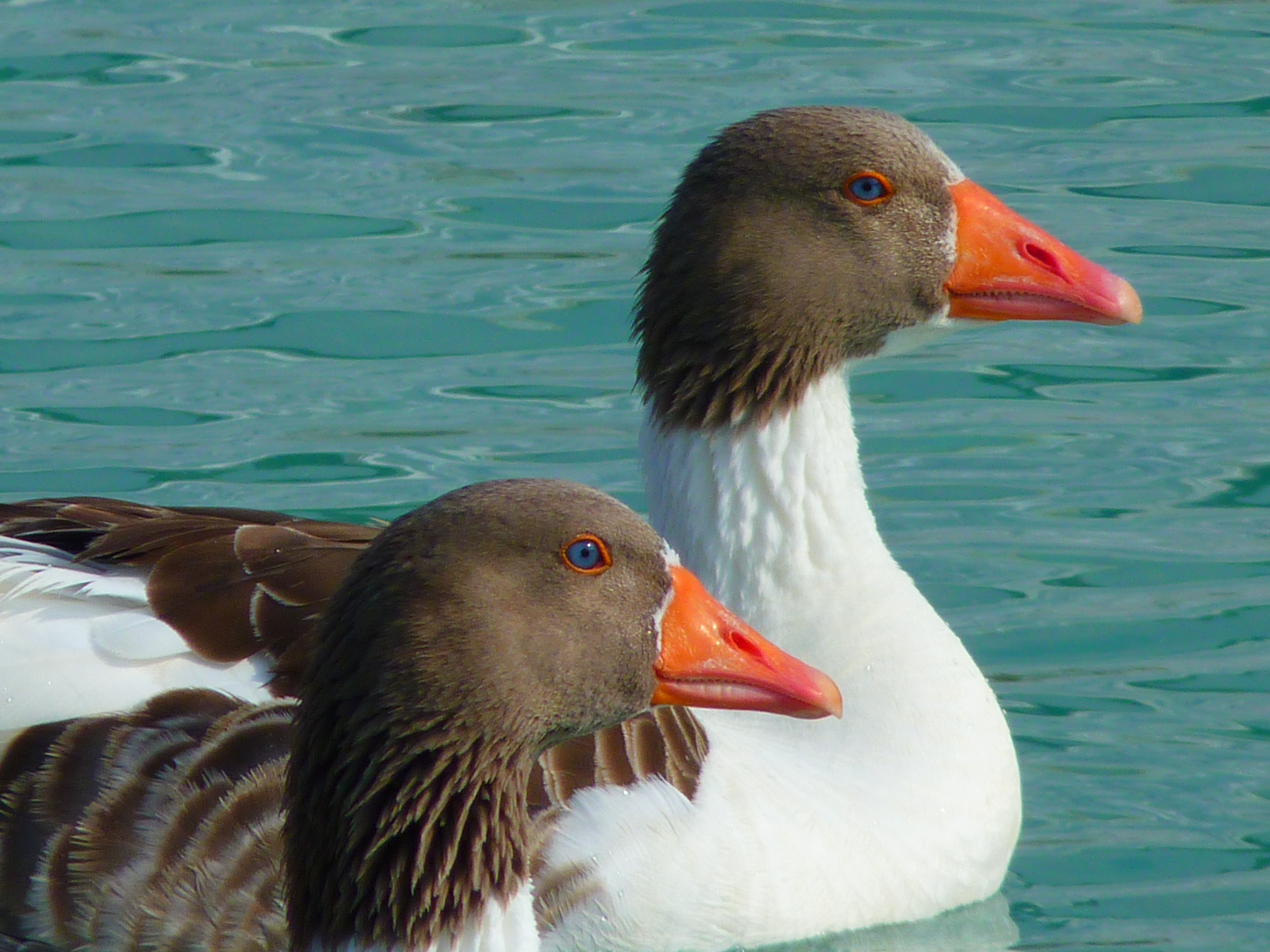 American Saddleback Pomeranian Geese