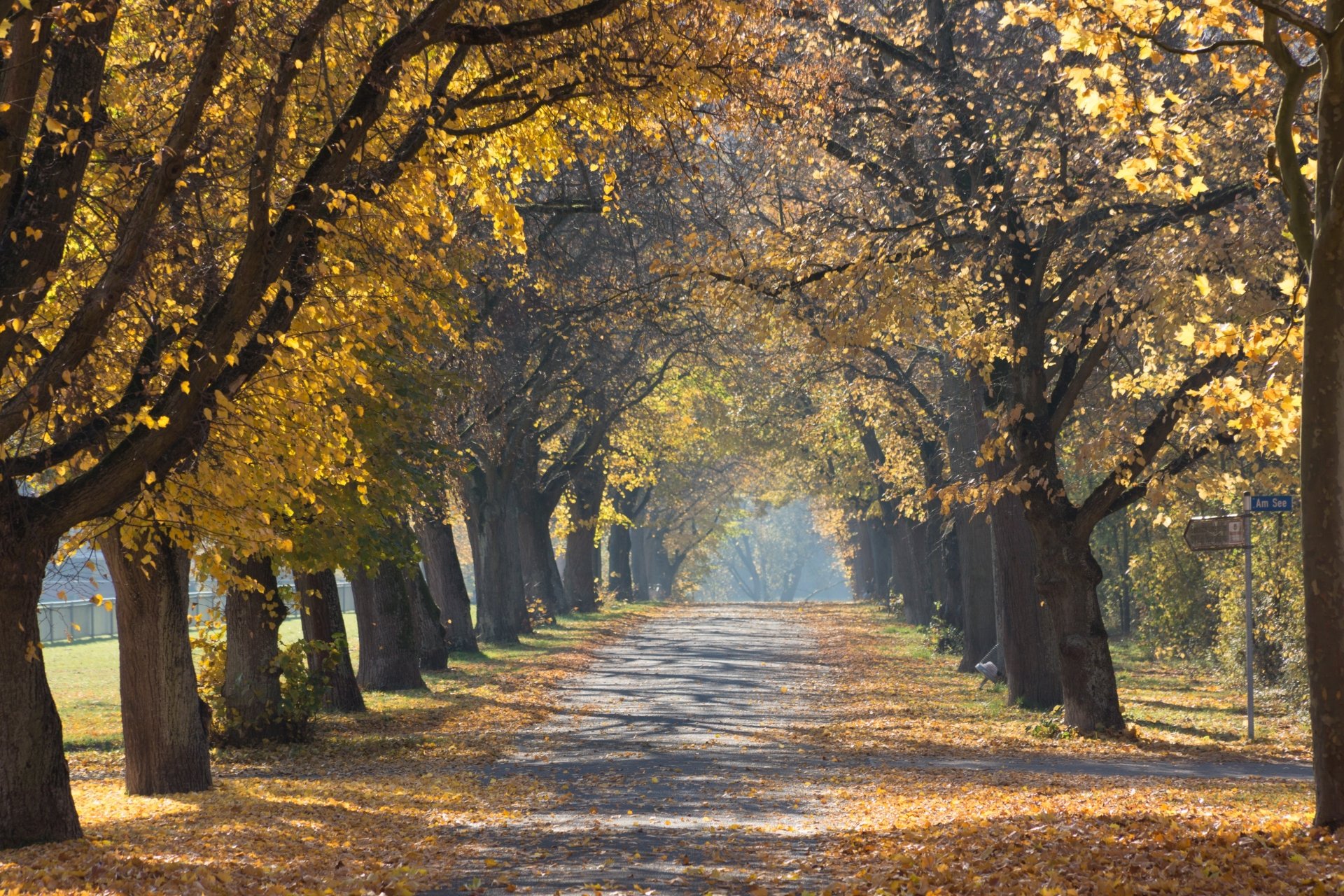 4K Ultra HD PC desktop wallpaper: man-made tree-lined road in fall, golden leaves arching overhead and carpeting the path.