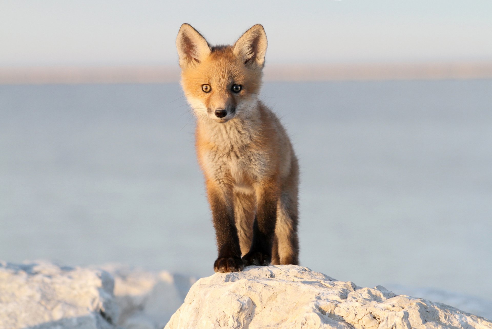 HD desktop wallpaper of a baby fox standing on a rock with a calm, blurred background.