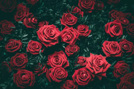 A high-definition desktop wallpaper showcasing a stunning collection of vibrant red roses in full bloom, set against a lush green background.