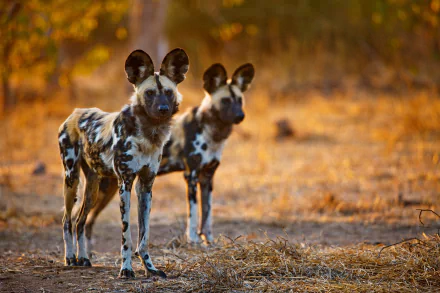  African wild dogs in Northern Tuli Game Reserve, Botswana.