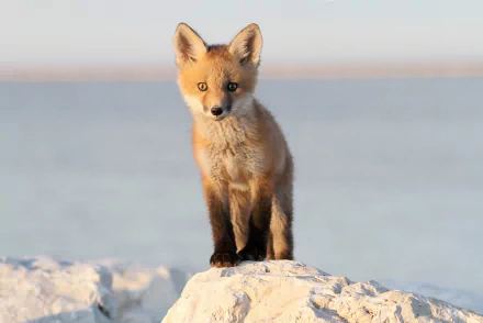 HD desktop wallpaper of a baby fox standing on a rock with a calm, blurred background.