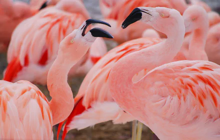 beak bird Animal flamingo HD Desktop Wallpaper | Background Image