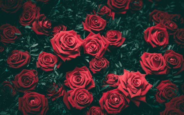 Nature Rose Flowers Flower Red Flower Red Rose HD Wallpaper | Background Image