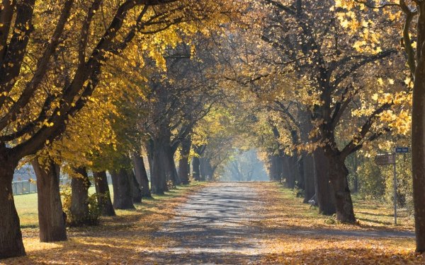Man Made Road Tree Tree-Lined Fall HD Wallpaper | Background Image
