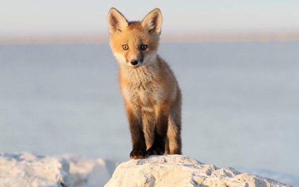 Animal Fox Baby Animal HD Wallpaper | Background Image