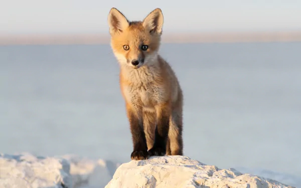 HD desktop wallpaper of a baby fox standing on a rock with a calm, blurred background.