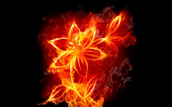 fire colors CGI artistic flower HD Desktop Wallpaper | Background Image