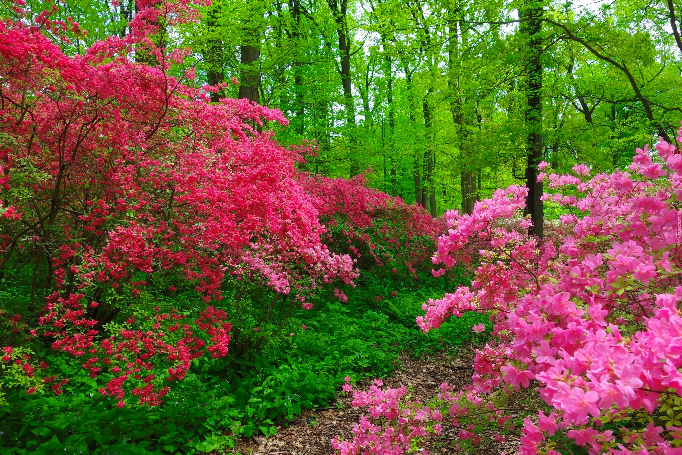 Pink Blossoms in Green Spring Forest HD Wallpaper ...