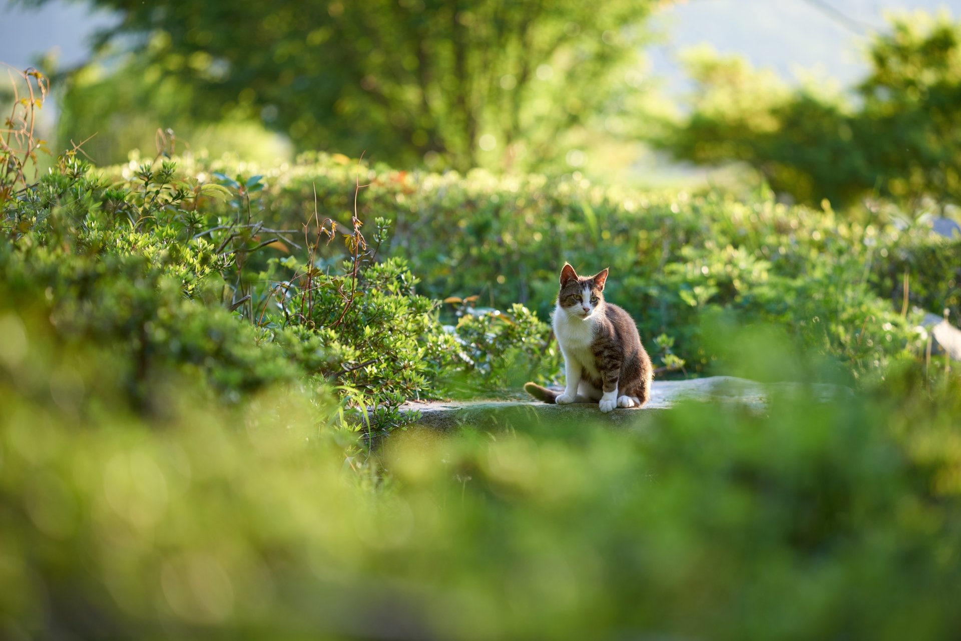 Tabby cat perched on a stone amid blurred green foliage, an animal scene captured as a 5K Ultra HD PC desktop wallpaper and background conveying quiet garden serenity.
