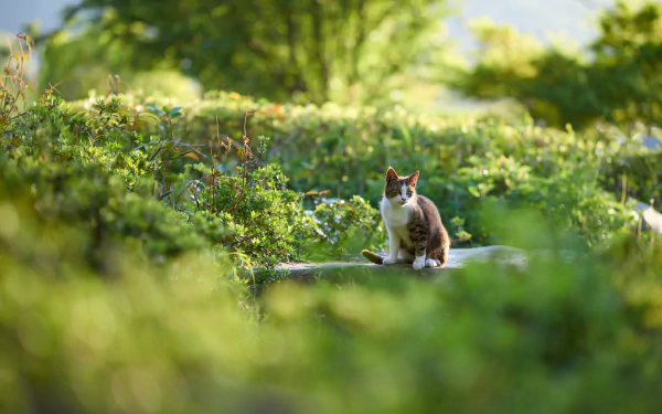 Tabby cat perched on a stone amid blurred green foliage, an animal scene captured as a 5K Ultra HD PC desktop wallpaper and background conveying quiet garden serenity.
